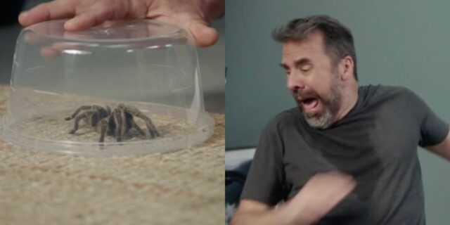 Les téléspectateurs ont une théorie concernant l’araignée de STAT