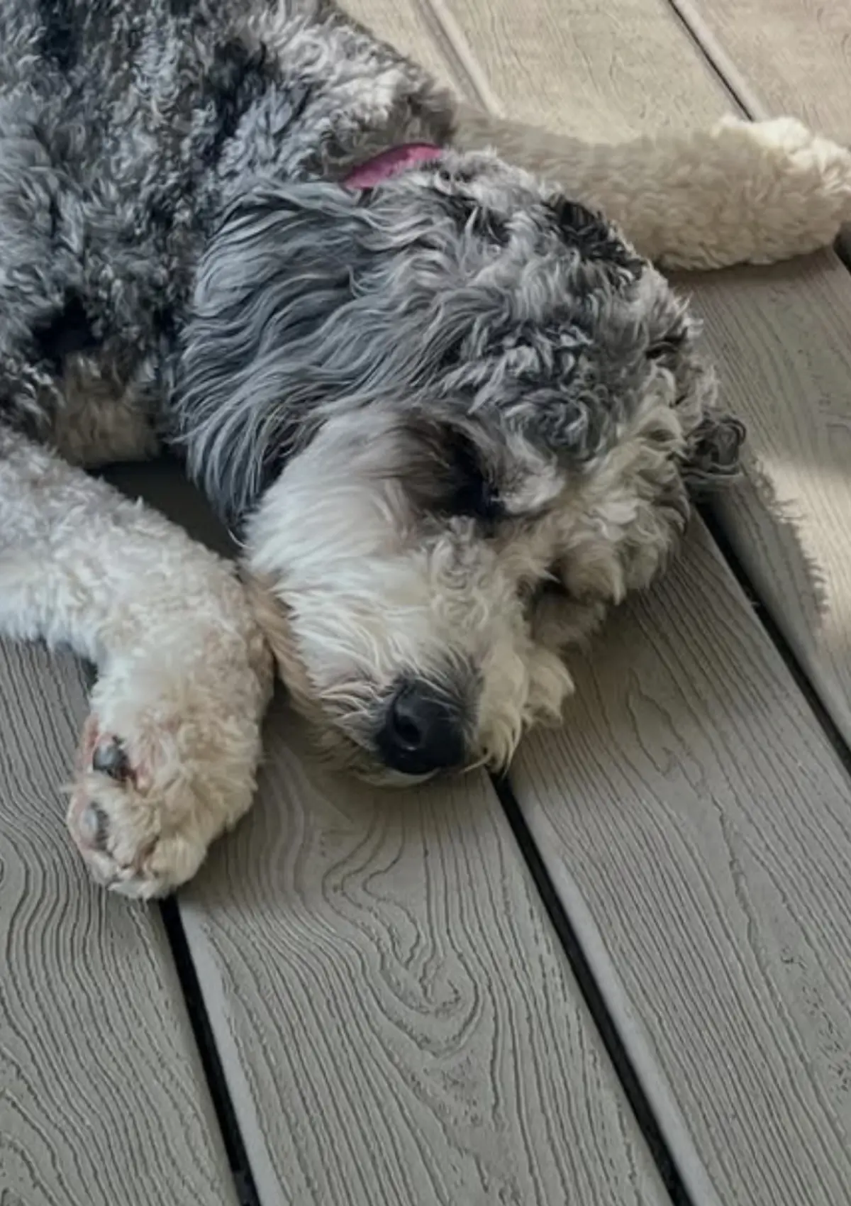 Frédérique Guay-chien-dormir
