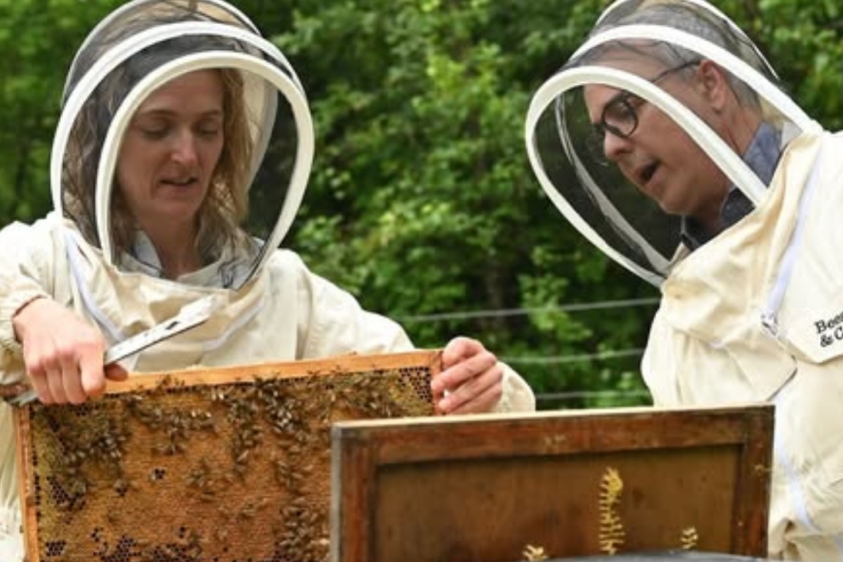 Gino-chouinard-abeilles