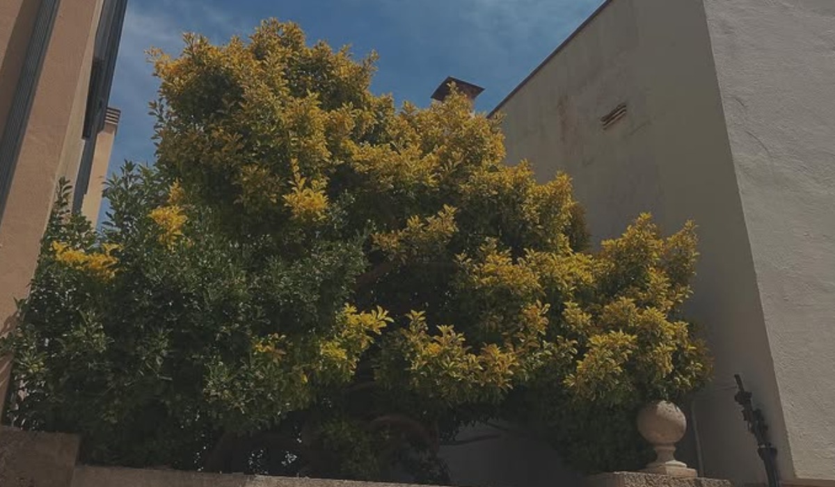 Romy Péladeau Snyder-voyage-espagne-arbre