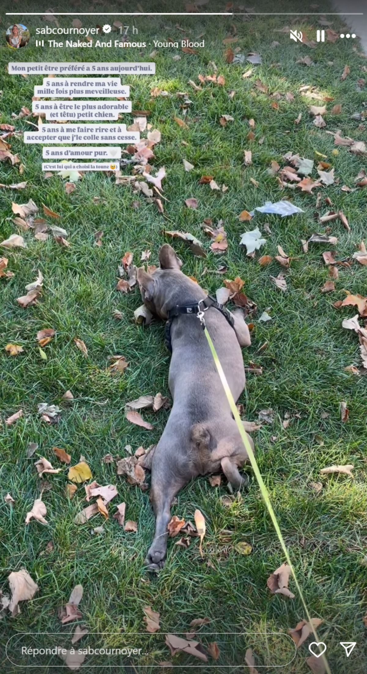 Sabrina Cournoyer-chien-promenade-laisse