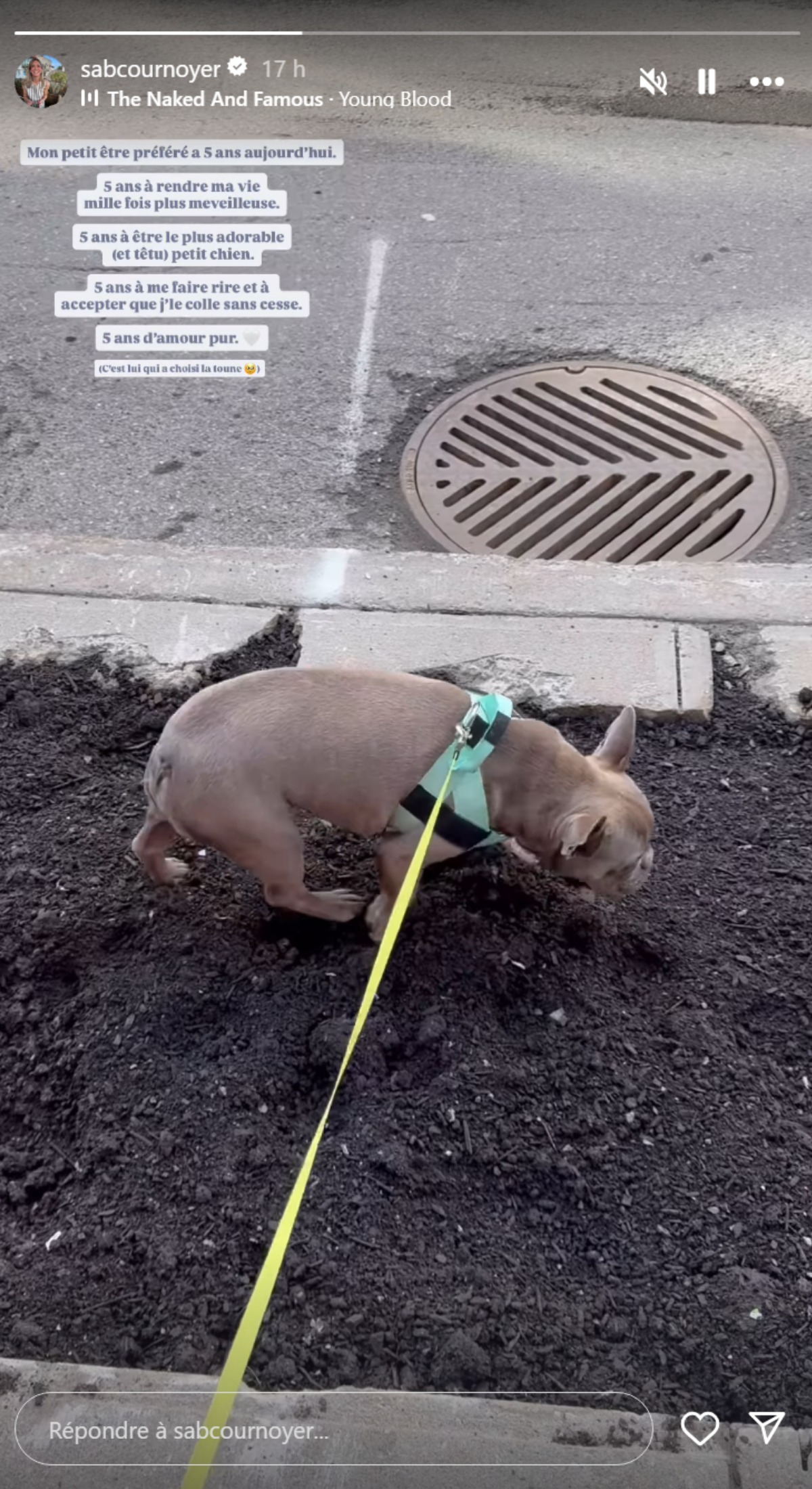 Sabrina Cournoyer-chien-promenade-terre