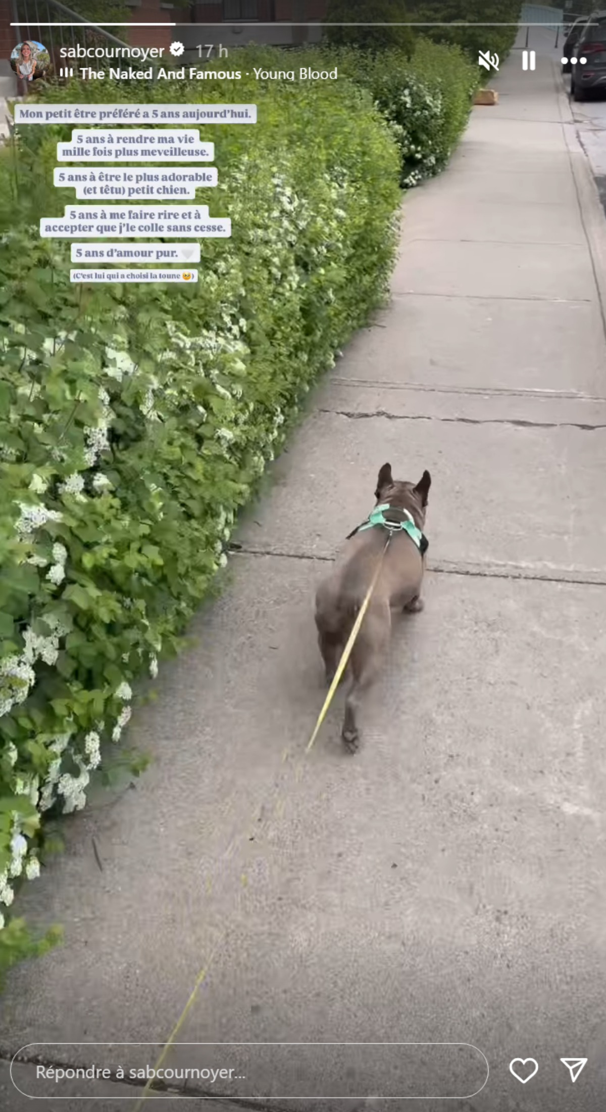 Sabrina Cournoyer-chien-promenade