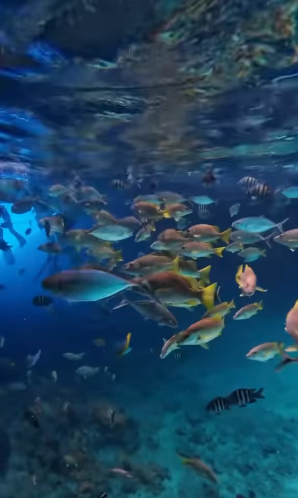 Sebastien Delorme-poissons