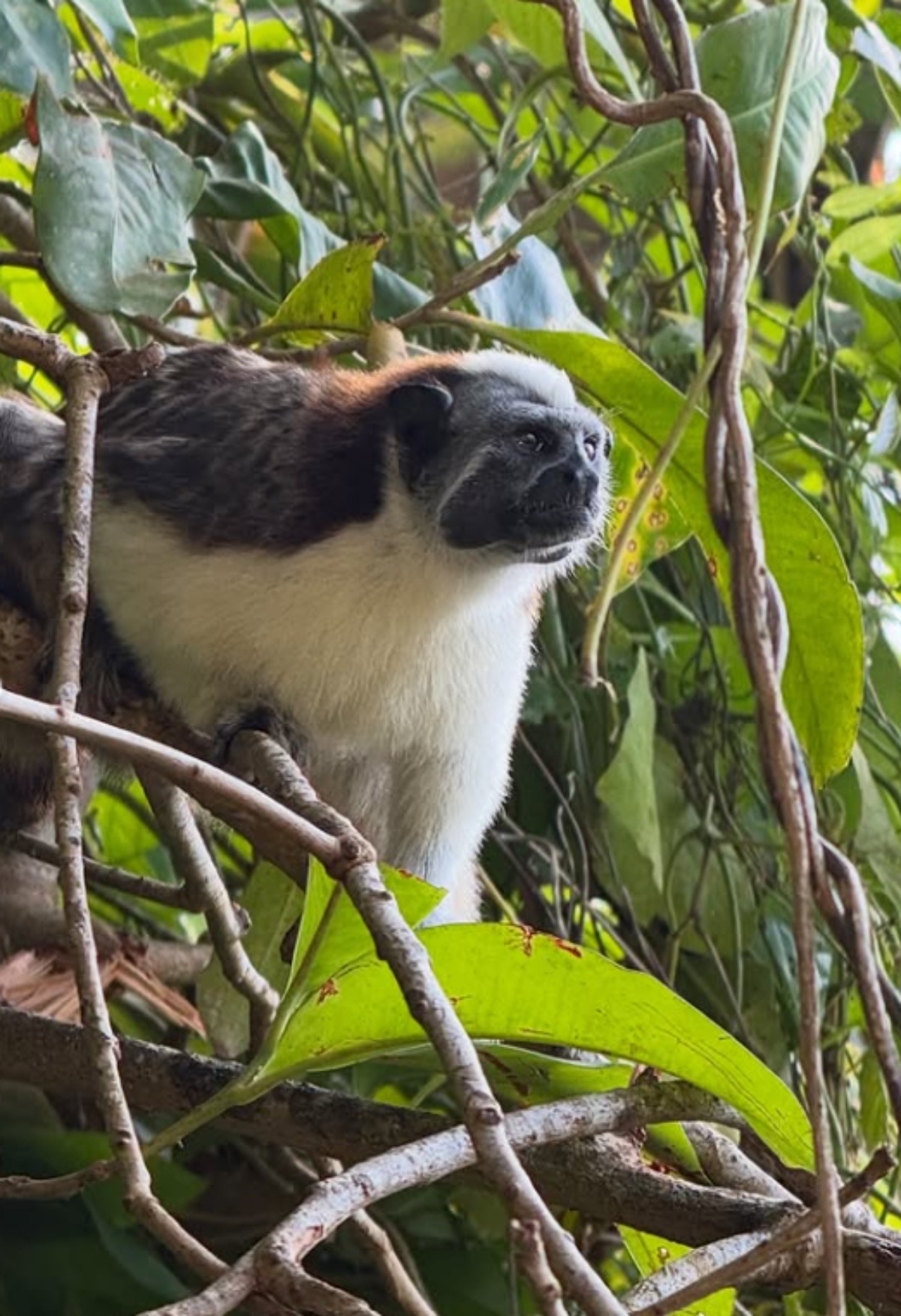Marie &Eacute;laine Thibert Panama&cedil;